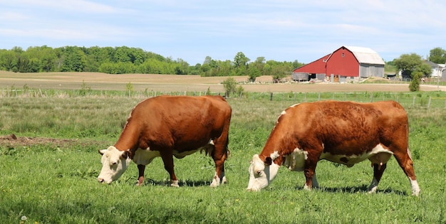 Bellissimo scatto di vacche da latte marroni e bianche nel campo