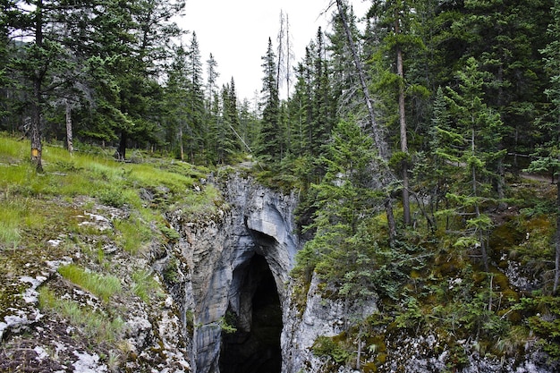 Beautiful shot of a cliff in the middle of the forest