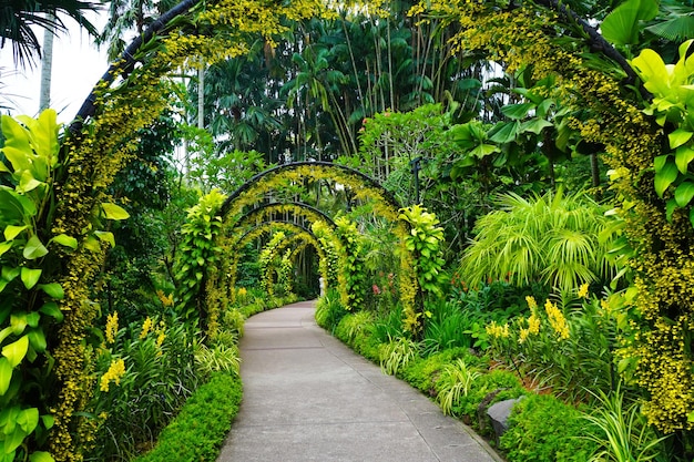 両側に緑の植物がある植物のアーチの下のコンクリートの道の美しいショット