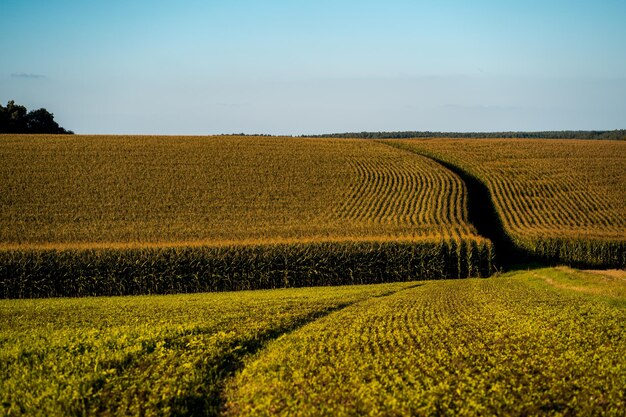 Beautiful shot of corn field