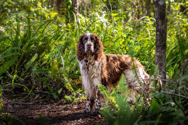 Beautiful shot of a cute English Springer Spaniel standing on the garden land with bushes and trees