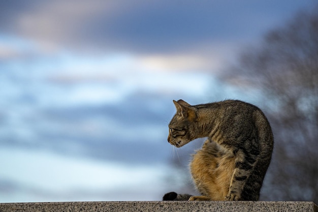 Beautiful shot of a domestic short-haired cat sitting on the wall