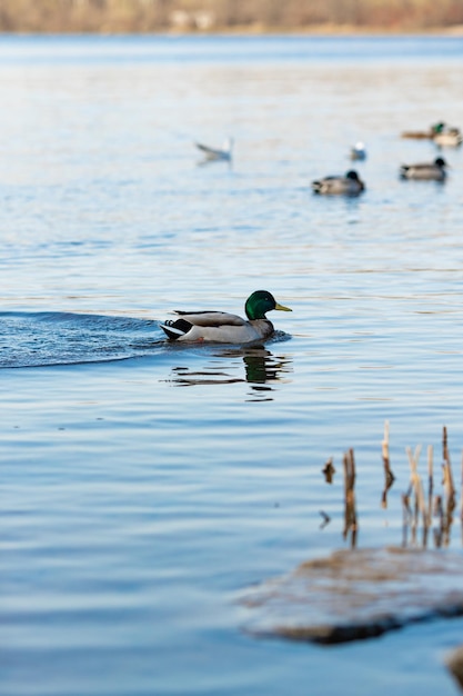 Beautiful shot of ducks swimming in the pond