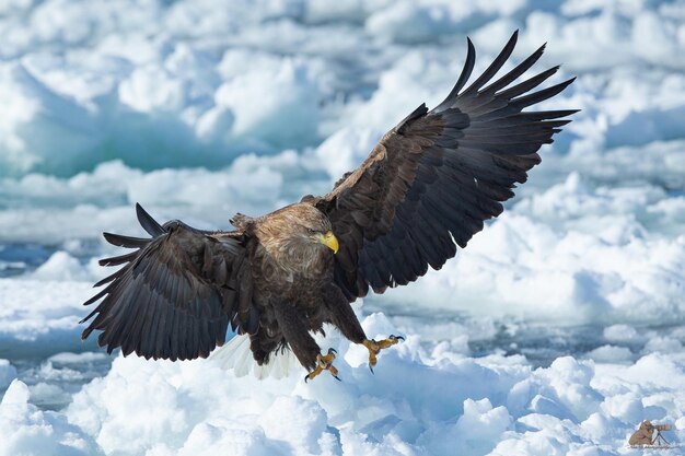 Beautiful shot of an eagle in motion in the cloudy skies