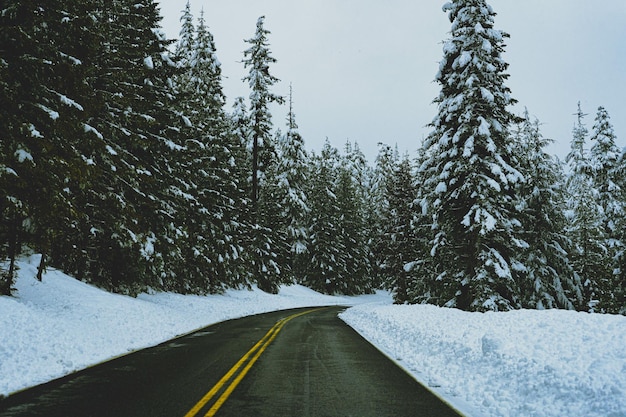 Beautiful shot of an empty road with frosted pine trees on the side