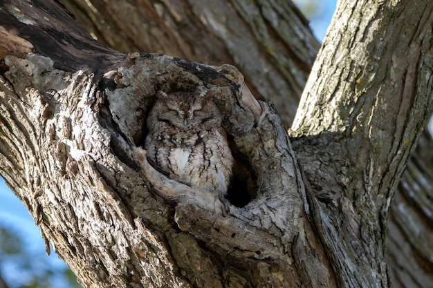 beautiful shot of a great gray owl resting in a tree