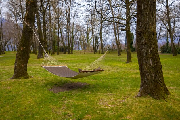 Beautiful shot of a hammock in the forest.