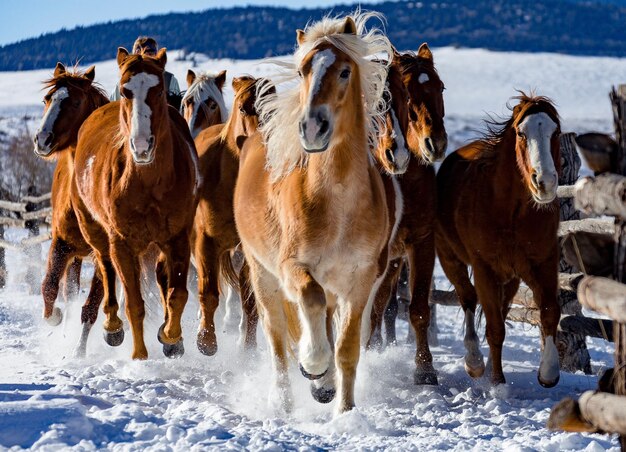 冬の日の野原での馬の群れの美しいショット