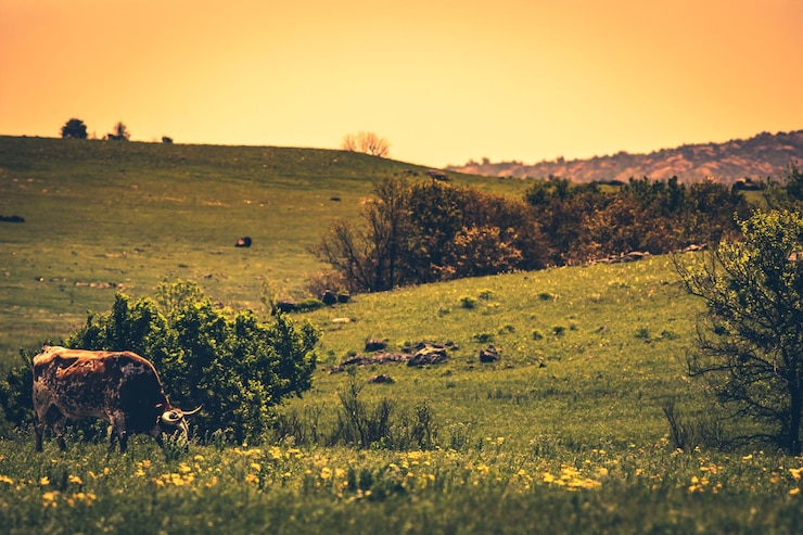 Photo beautiful shot of a horned cow grazing on a pasture during sunset