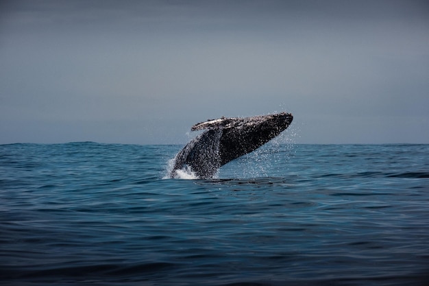 海の中のザトウクジラの美しいショット - 壁紙として使用できます