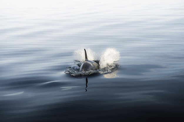 Beautiful shot of a killer orca whale sighting swimming in dark waters in Alaska