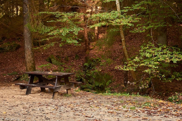 A beautiful shot of a lonely bench in a forest in Luxembourg.