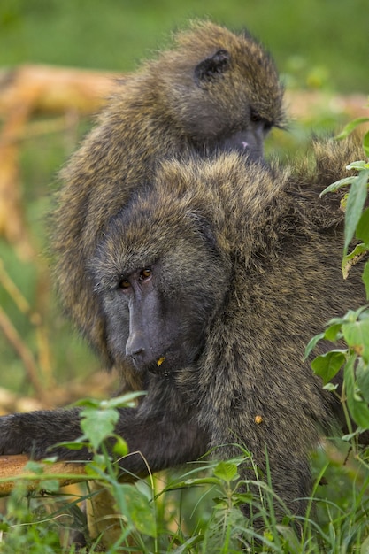 Beautiful shot of the monkeys on the grass in the Nakuru Safari in Kenya