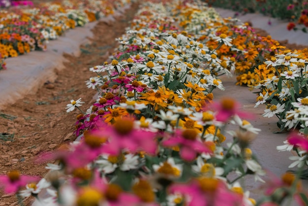 Beautiful shot of multicolored zinnia elegans in the field zinnia harvesting field