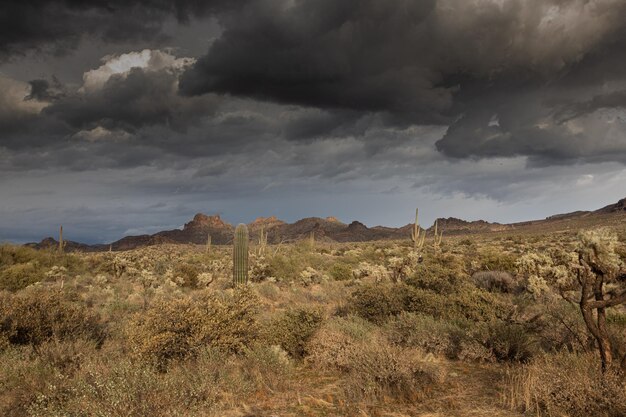 Beautiful shot of a natural landscape with cacti near the Arizona Superstition Mountains in the USA