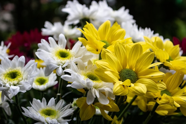 写真 新鮮な夏の白と黄色の花の美しいショット