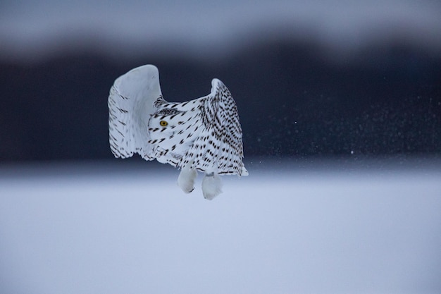 Bellissimo scatto di un gufo in movimento in inverno