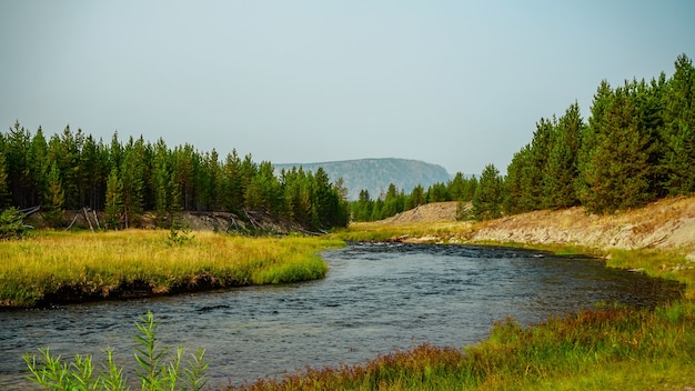 Beautiful shot of a river in the forest