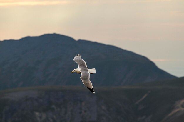 Beautiful shot of a seagull flying over a mountainous landscape