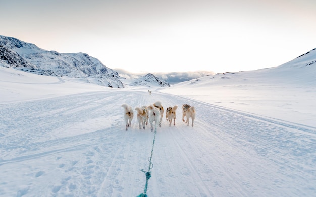 Beautiful shot of sled dogs in a beautiful mountainous snow-covered area under the clear sky