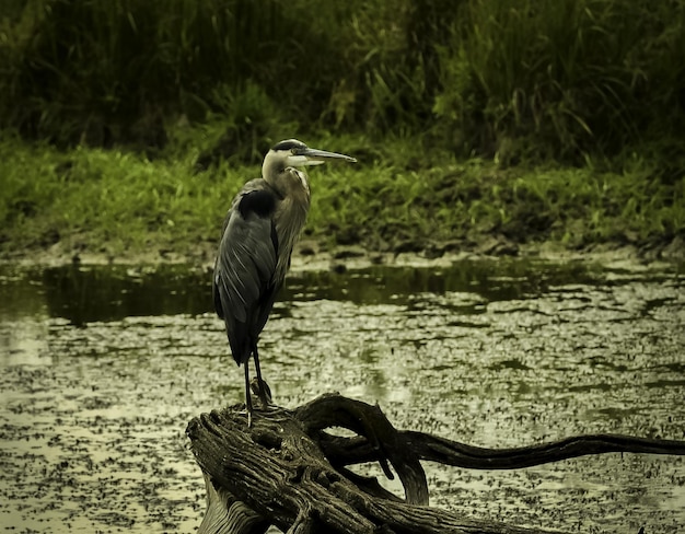 Beautiful shot of a stork with closed wings standing on a piece of wood in a swamp