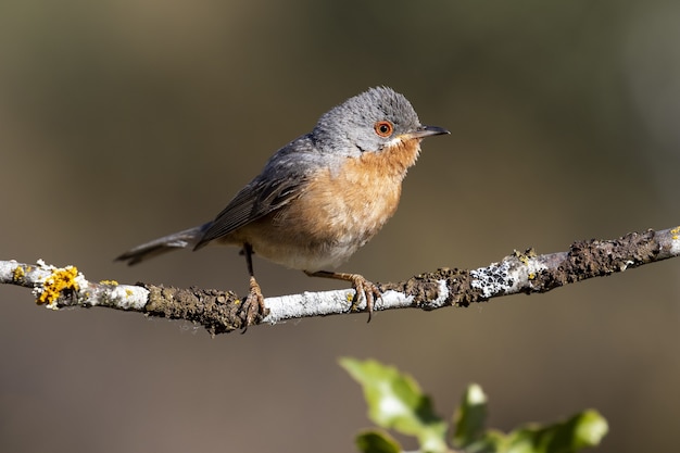 森の枝にとまる亜高山帯のウグイス鳥の美しいショット