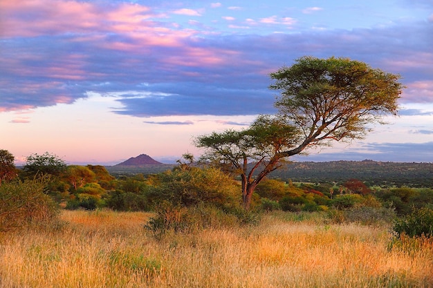 Beautiful shot of a sunset i in Serrengeti