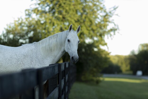 木製の柵の後ろの農場で白い馬の美しいショット