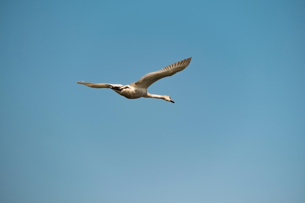 翼を大きく開いて空高く飛ぶ白い白鳥の美しいショット