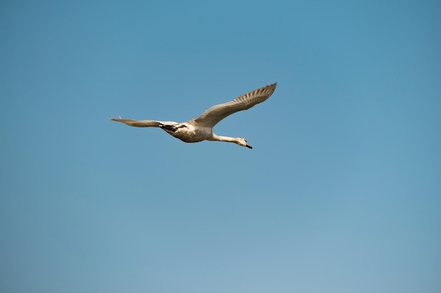 Beautiful shot of a white swan flying high in the sky with wings wide opened