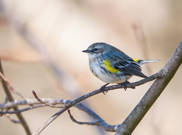Beautiful shot of a YellowRumped Warbler sitting on a branch Clarksville Tennessee