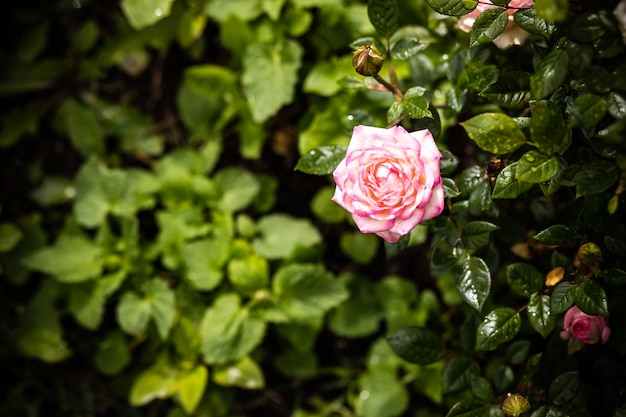 Photo beautiful shrub roses in the garden