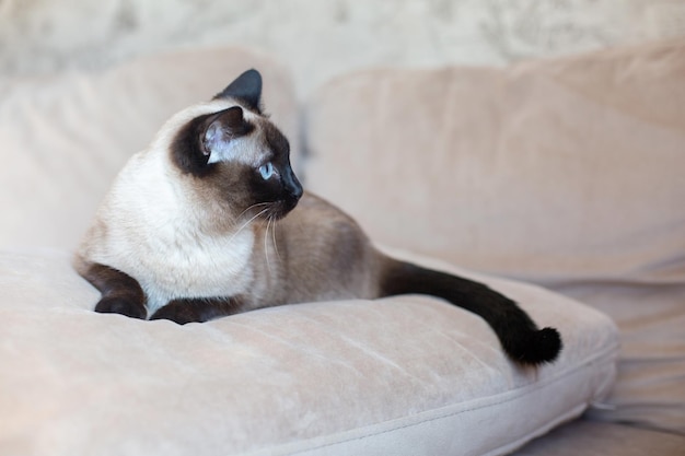 Beautiful siamese cat with blue eyes purebred pet at home on a beige sofa