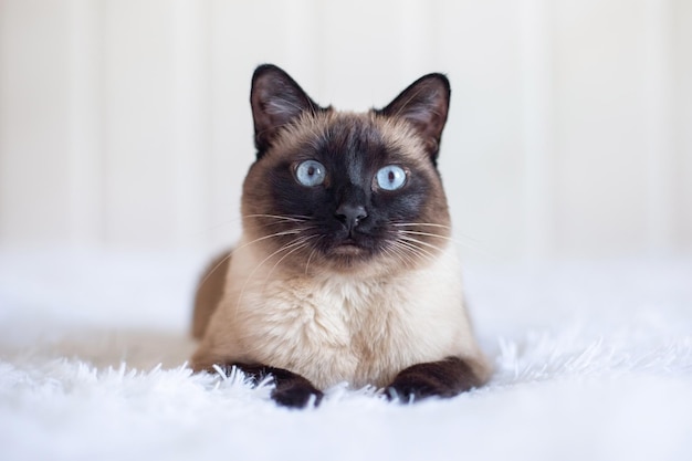 Beautiful Siamese cat with blue eyes Purebred pet at home on a white bed