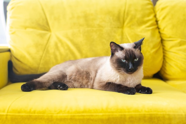 Beautiful Siamese cat with blue eyes Purebred pet at home on a yellow sofa