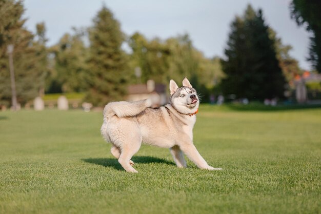 フィールド上の美しいシベリアン ハスキー犬