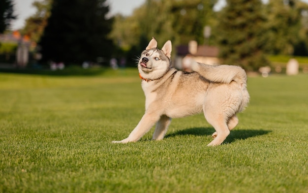 フィールド上の美しいシベリアン ハスキー犬