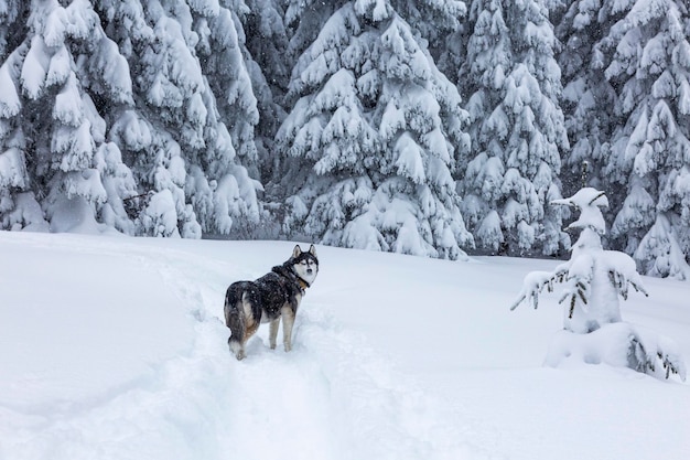 눈 덮인 숲 모험 야외 겨울 개념에서 행복 아름다운 시베리안 허스키 개