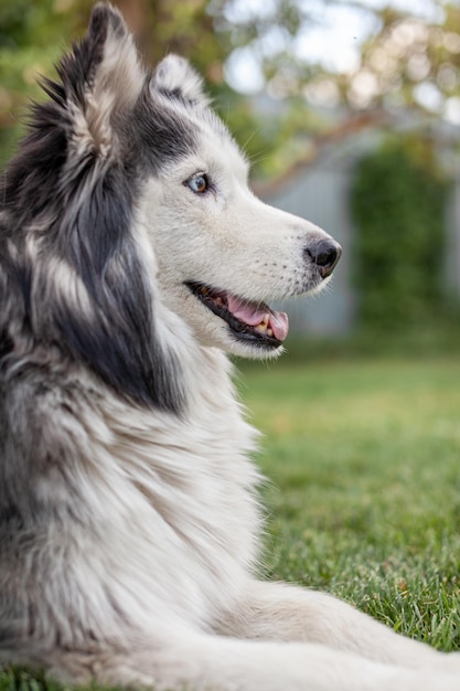 A beautiful Siberian Husky dog lies on a green lawn in the warm season. Close-up