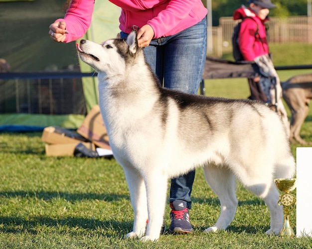 ドッグショーでポーズをとる美しいシベリアンハスキー犬