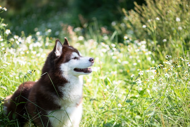 Beautiful siberian husky dog ​​walking in the forest