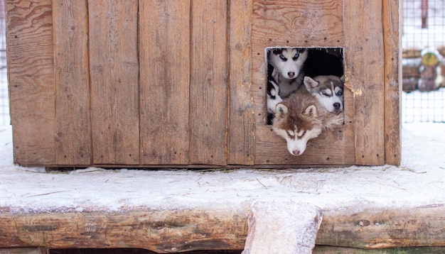 冬の犬小屋、屋外の檻の中の美しいシベリアンハスキーの子犬。犬は頭を出してブースに横になります。