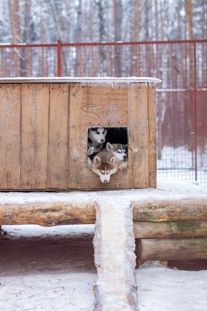 冬の犬小屋、屋外の檻の中の美しいシベリアンハスキーの子犬。犬は頭を出してブースに横になります。