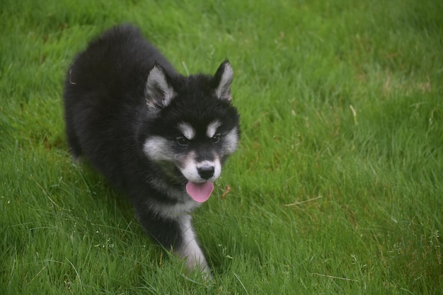 舌を突き出している美しいシベリアンハスキーの子犬