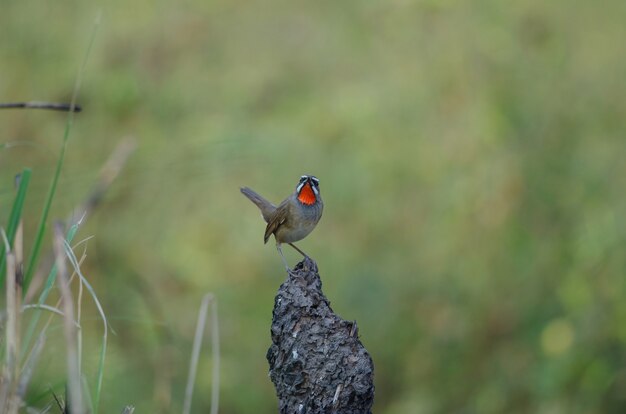 Beautiful of Siberian Rubythroat Bird