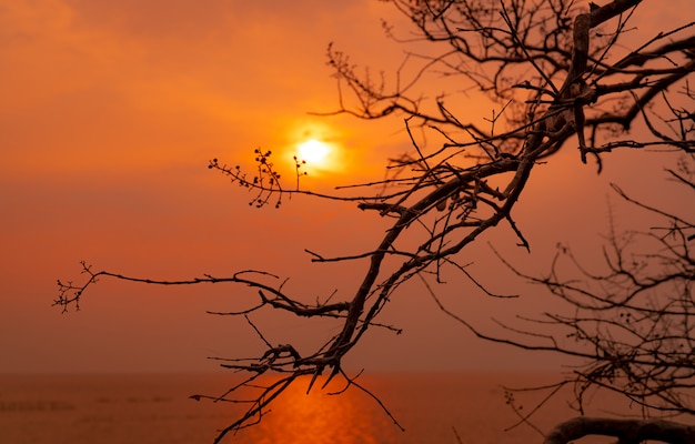 Beautiful silhouette leafless tree and sunset sky beside the sea. romantic and peaceful scene of sea, sun, and sky at sunset time with beauty pattern of branches. beauty in nature. evening .