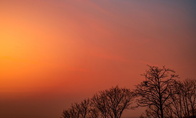 美しいシルエットの葉のない木と夕焼け空