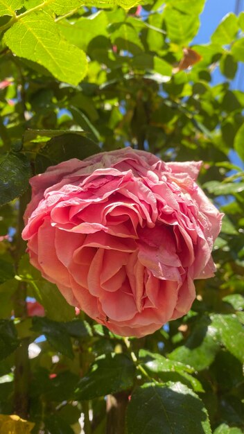 Beautiful silky pink roses in the garden with spring blue sky background