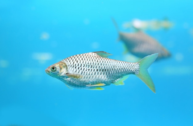 水族館で美しいシルバーの水泳。