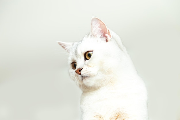 Beautiful silver British shorthair cat portrait. Gray background, copy space.